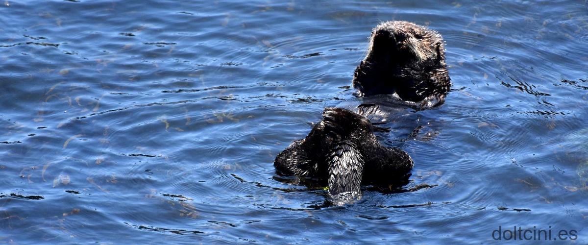 Descubre todo sobre Sea Otter Europe 2023 en Girona